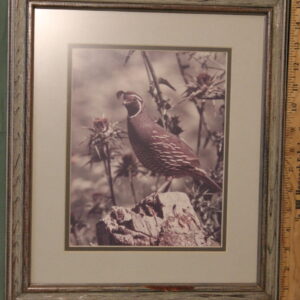 Photo Print of a Quail on a Rock