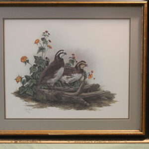 "Bobwhite Quail" by Pat Ford