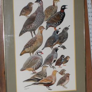 Study of Quails